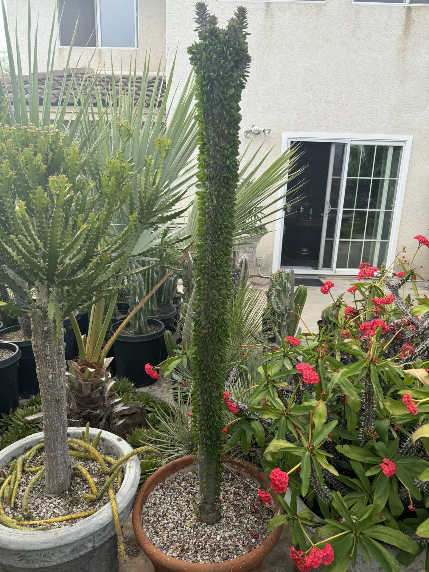 Large Ocotillo Plant