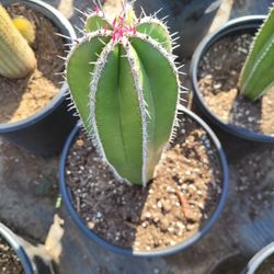 Mexican Post Cactus