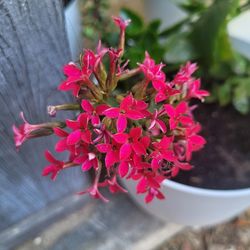 Kalanchoe Blossfeldiana Pink Succulent Plant in 4" Nursery Pot