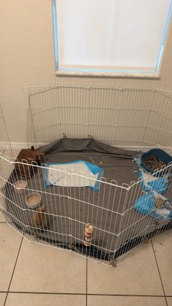 Baby rabbit with full playpen
