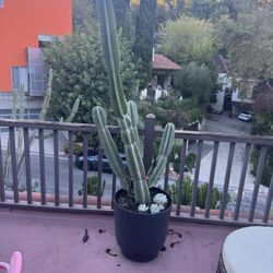 6ft Cactus