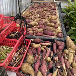 YACON ORGANIC PLANTS ALL ORGANIC