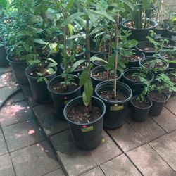 Guava Plant Pink/White $30 Each