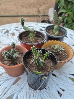 Cactus