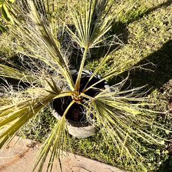Mexican Palm