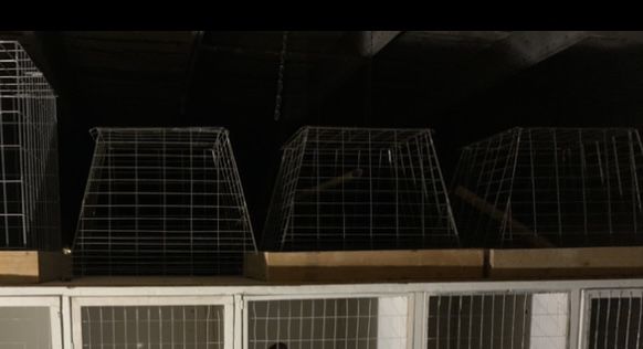 Rooster Cages