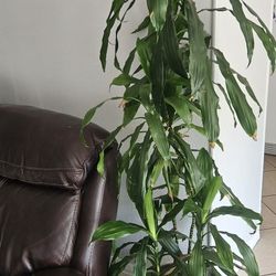 Indoor Dracaena Fragrans (Corn Plant) – Healthy and Tall – Great for Home or Office