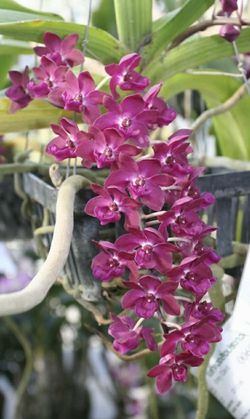 Rhynchostylis Gigantea Red Spots.