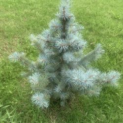 Nice plant!   Please 