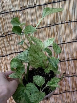 Potho ( starter plant )