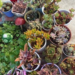 Succulent Plants
