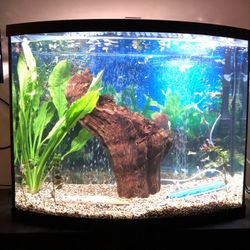 Fish Tank 