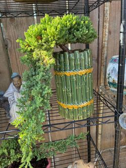 Bonsai plants for sale $60 each Bonsai plants for sale $60 each