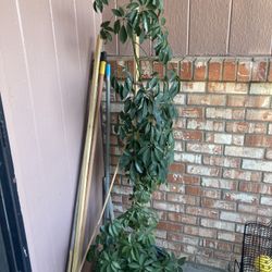Schefflera/umbrella Tree 