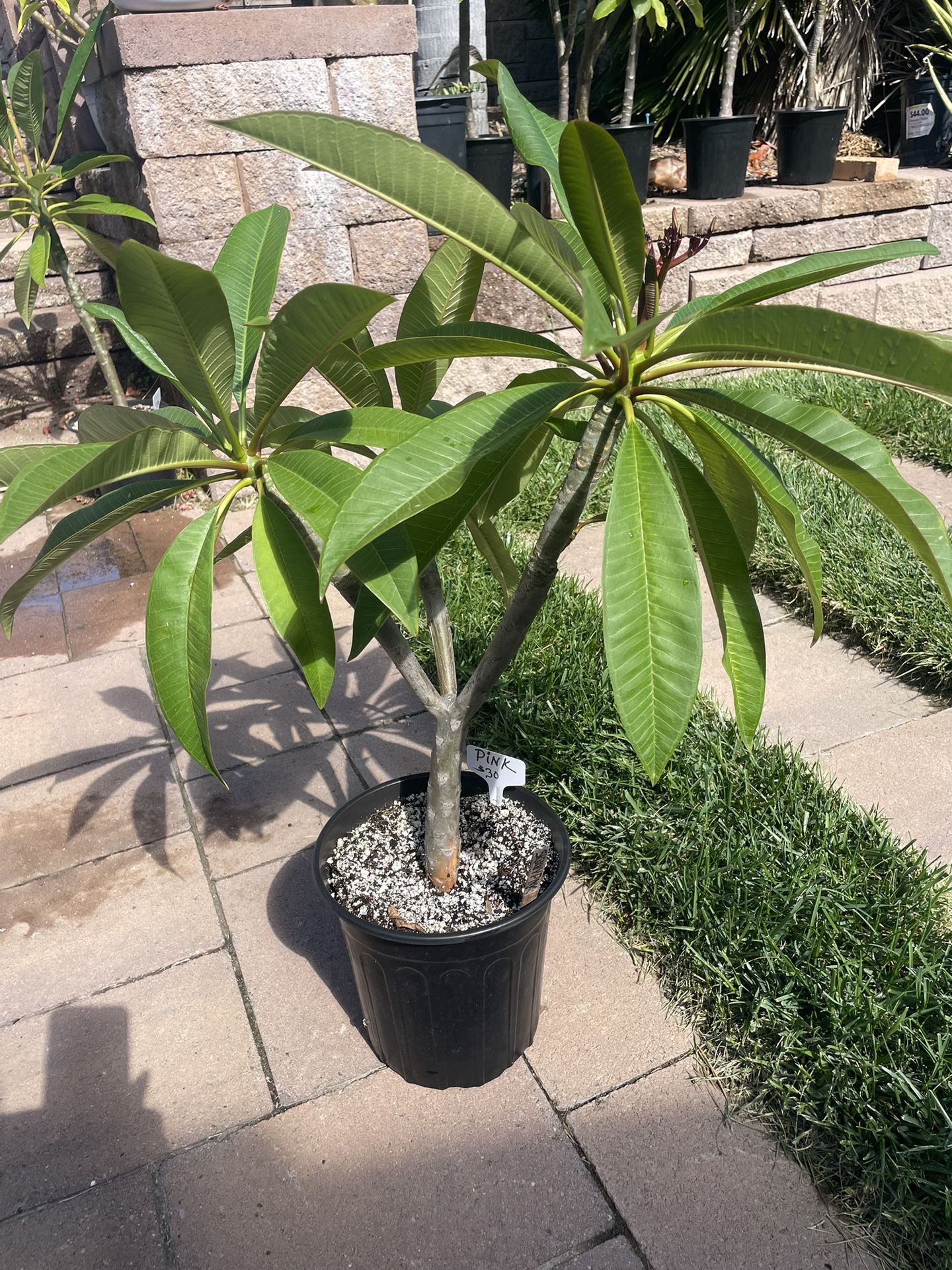 PINK PLUMERIA 