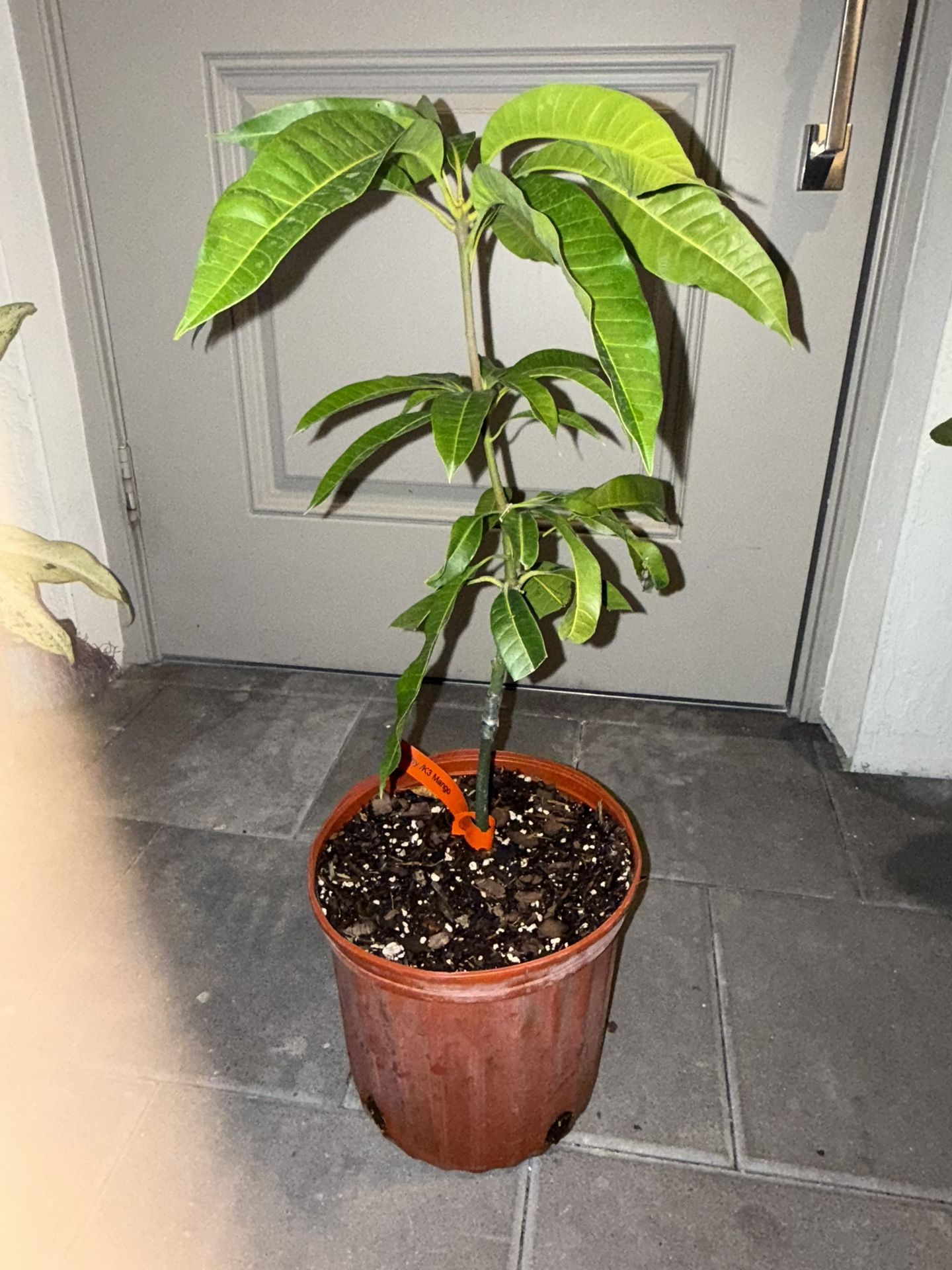 Kathy K3 Mango Tree Grafted