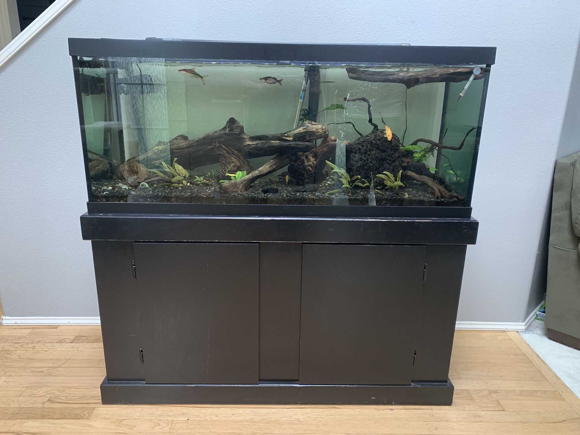 75 Gallon Fish Tank set up