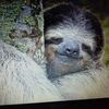 Sloth