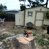 Tree Service guy