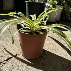 Spider Plant