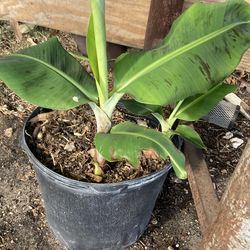 Plantas de banana