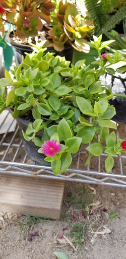 Natur plant
