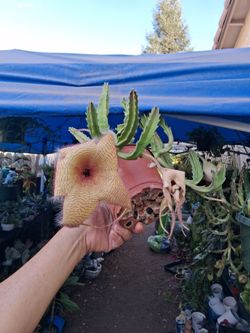 Blooming Stapelia Gigantea Starfish Plant $25