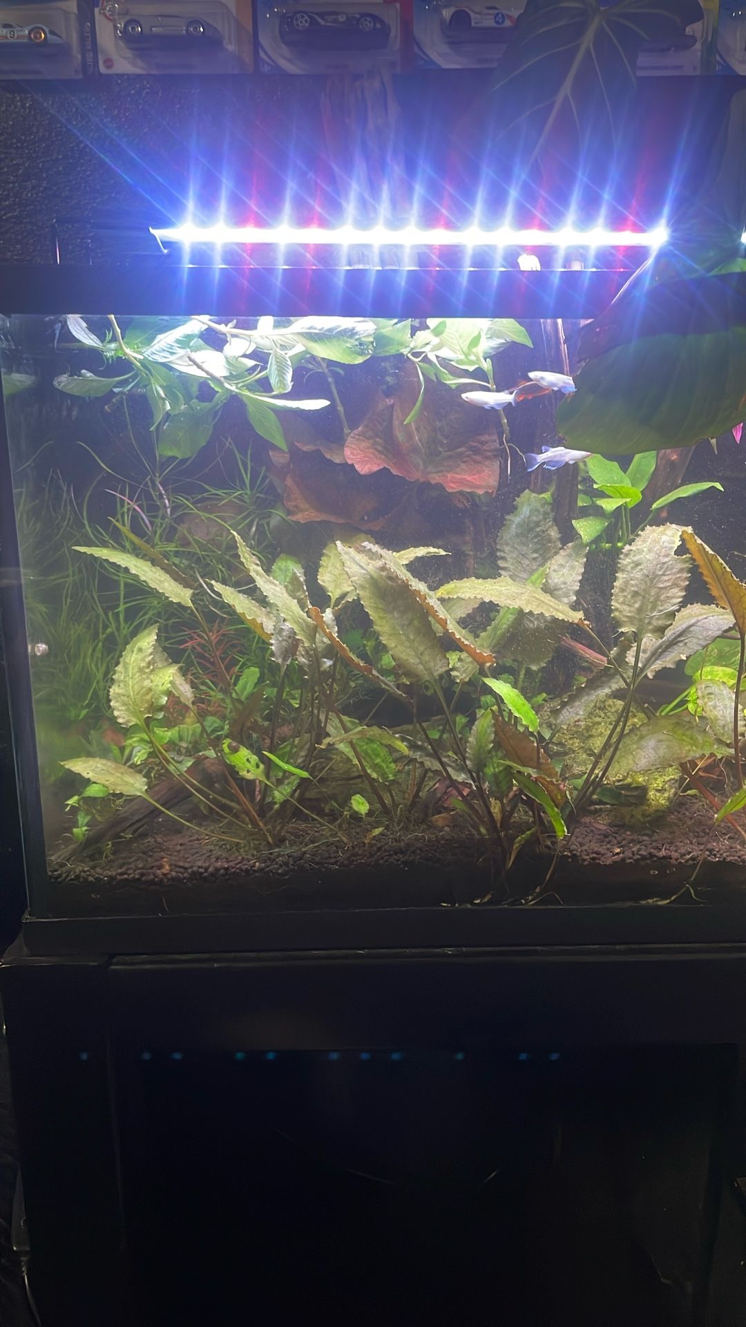 Aquarium Plants 