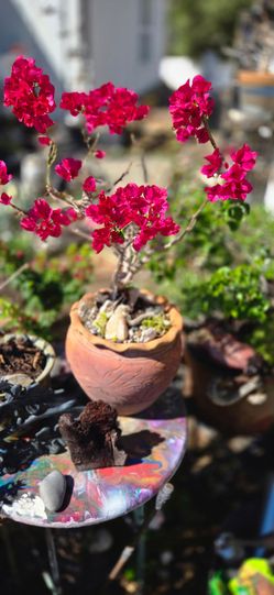 Beautiful large bonsai tree 4 1/2 years old in the inn antique terracotta pot