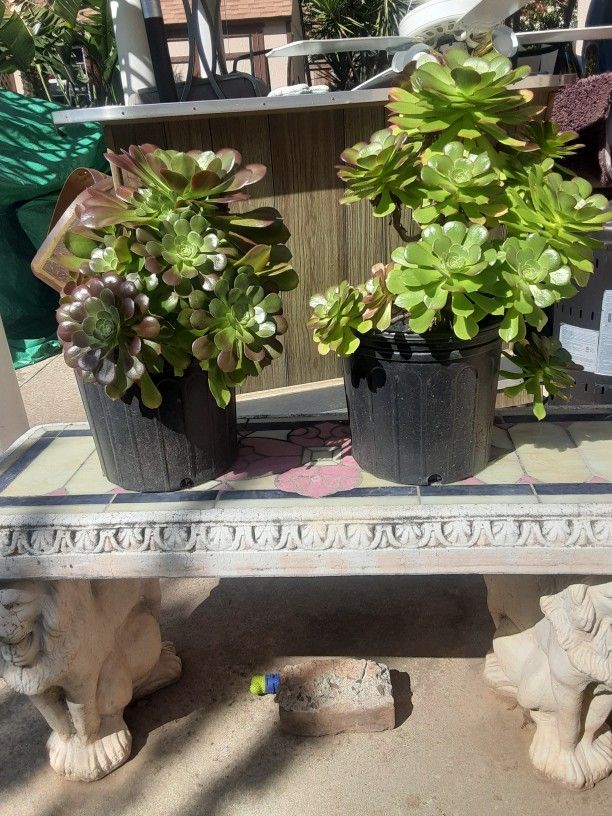 Succulents