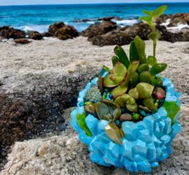 Mini Ocean Blue Potted Succulents