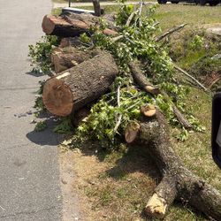 Free Fire Wood