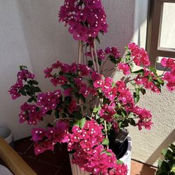 Bougainvillea With Pot