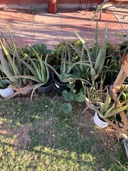 Very Nice selection of plants