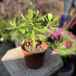 Sedum Dendroideum Succulent /Tree Stonecrop