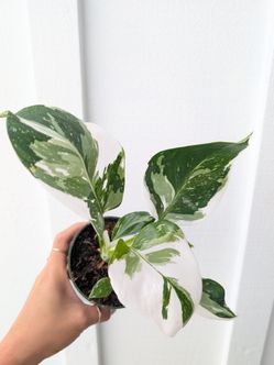 Philodendron White Wizard Plant 4" Pot - Indoor House Plants