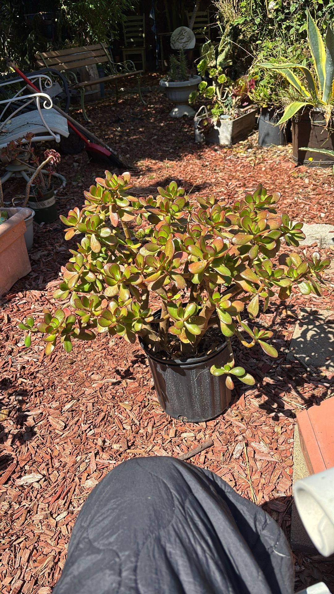 Jade Plant