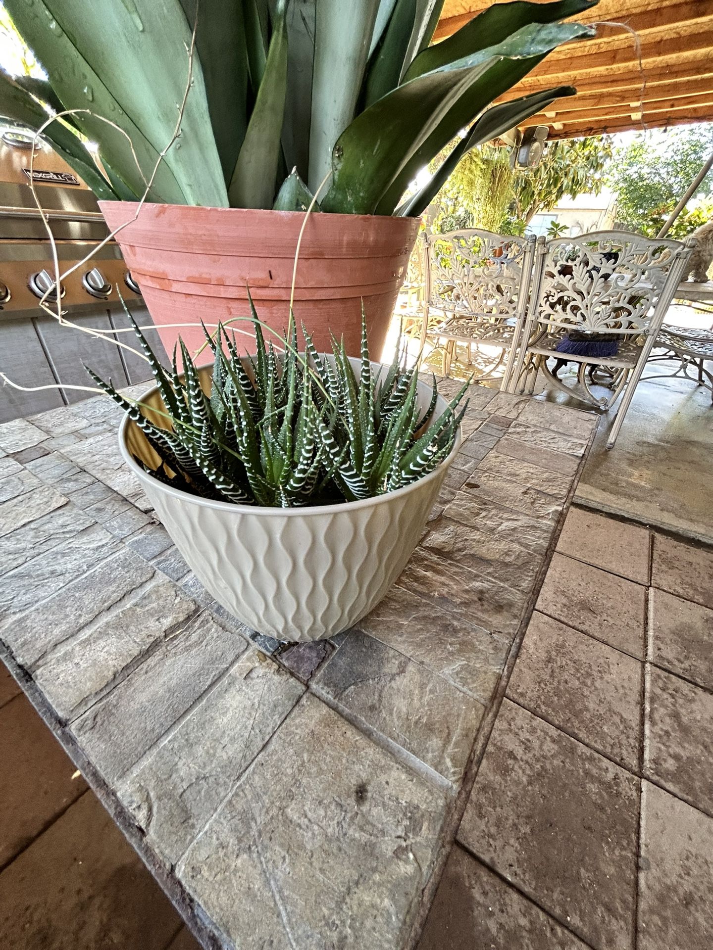Succulent Zebra Plant