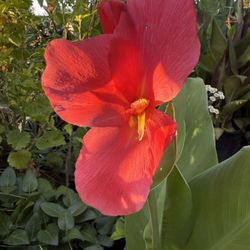 Canna Lilly Plant Flower 