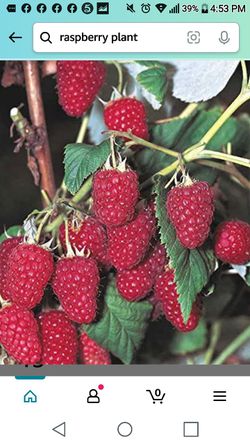 Latham Red Raspberry Seedling Plant 1ft Ready To Plant Thumbnail