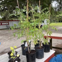 San Marzano Tomatoes