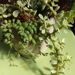 Succulents Arrangements  .