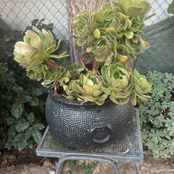 Planta