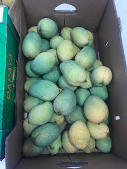 Mangoes