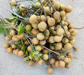 LT3 Jumbo Variety Longan Fruit Tree