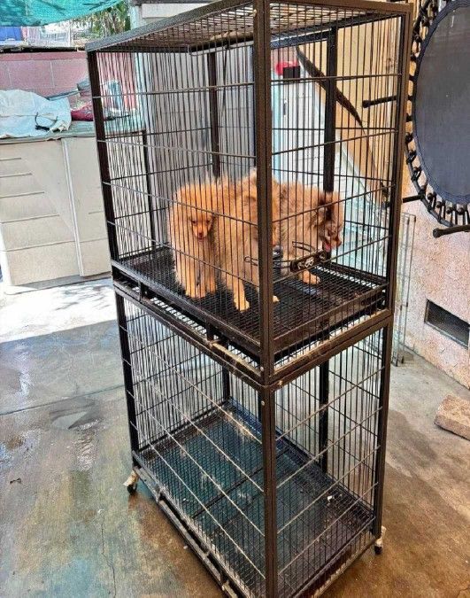 Pet Cages in Various Sizes to Match Every Animal actually speak