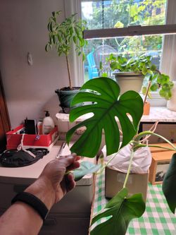 House plants: schflerra + monstera