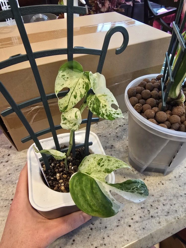 Epi Marble Variegation Indoor Plant