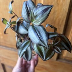 🌿 Tradescantia Zebrina (Wandering Dude) — Rooted Cuttings