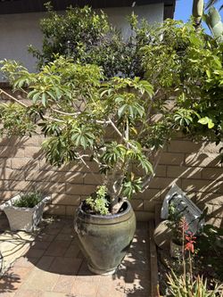 Large potted plant